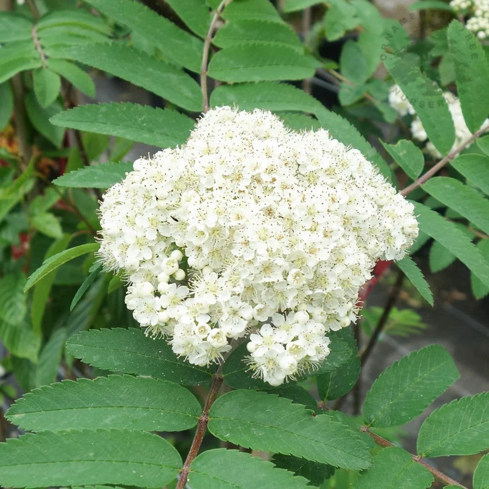 Sorbus aucuparia 'Sheerwater Seedling' Tree - Image 2