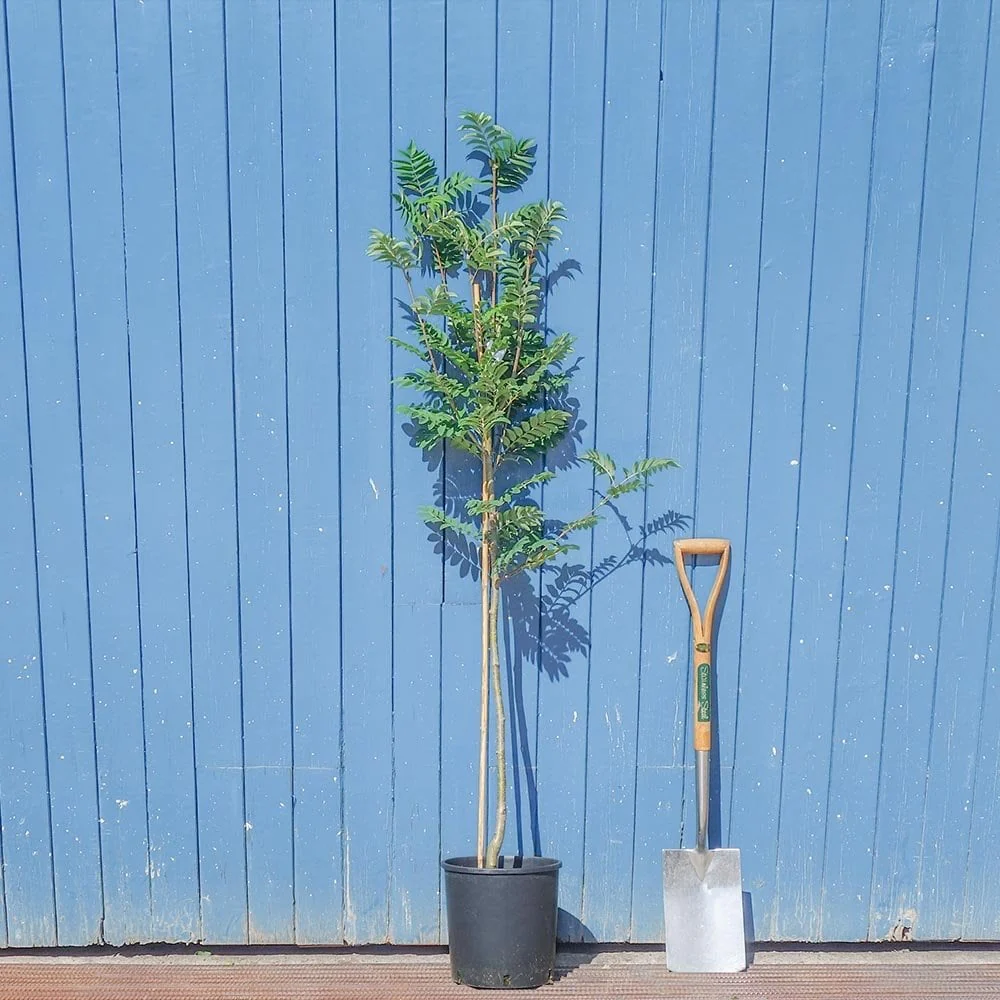 Sorbus aucuparia 'Sheerwater Seedling' Tree - Image 3