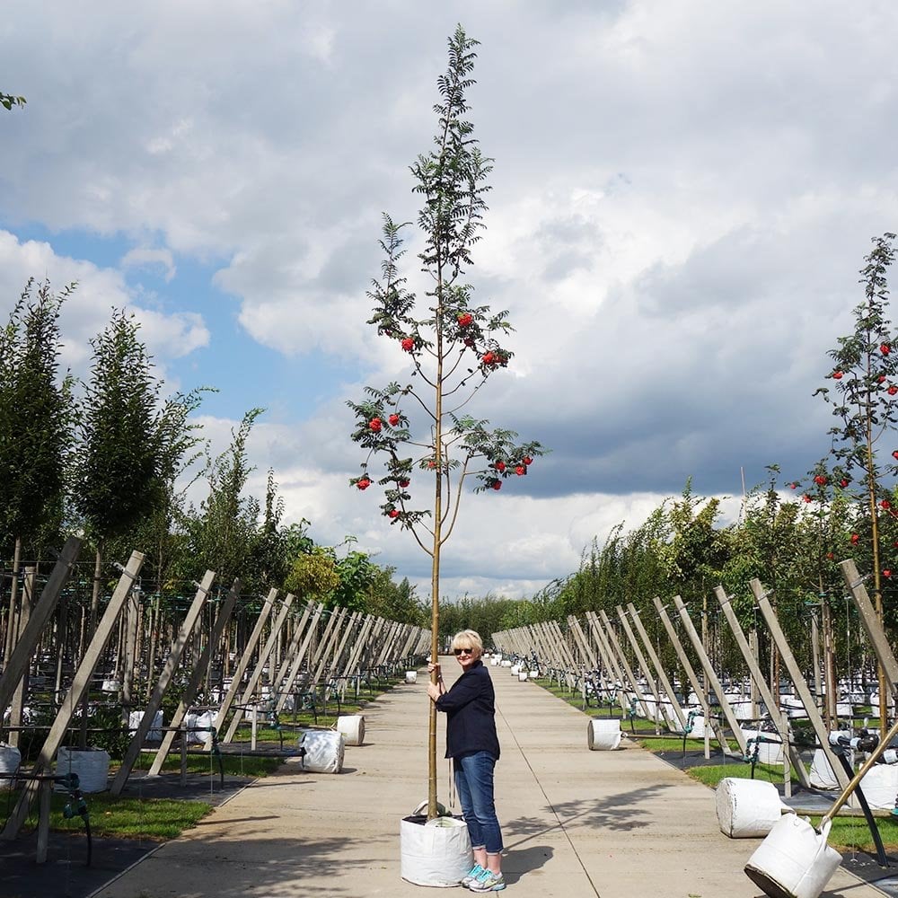 Sorbus aucuparia 'Sheerwater Seedling' Tree - Image 6