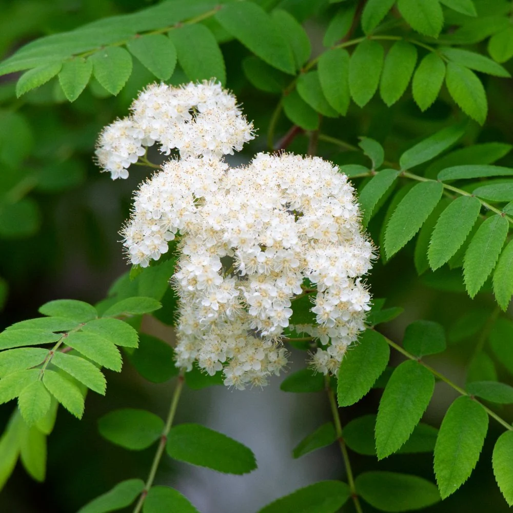 Sorbus aucuparia Tree - Image 3