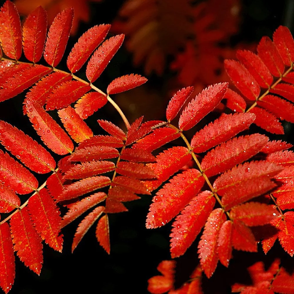 Sorbus aucuparia Tree - Image 4