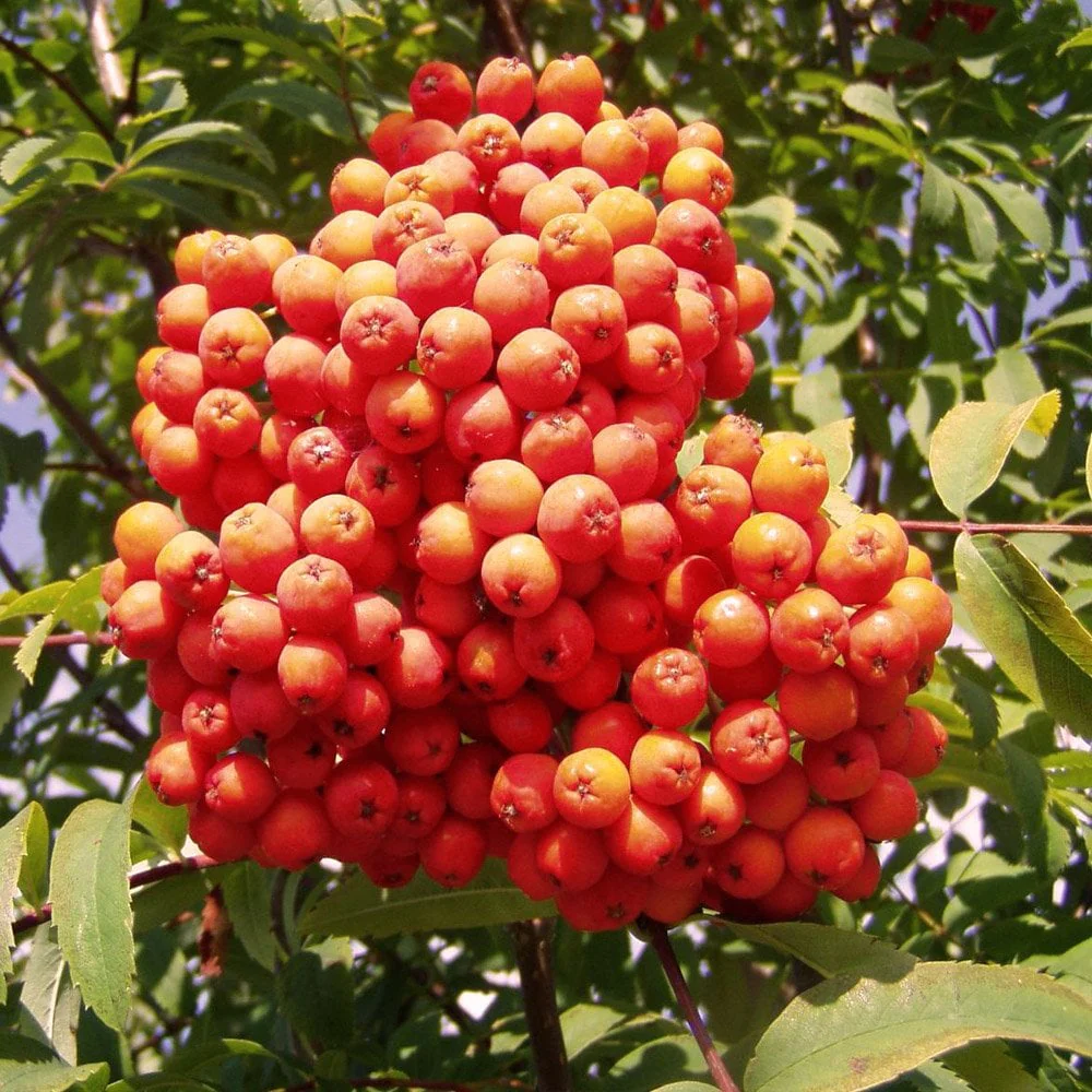 Sorbus aucuparia Tree - Image 5