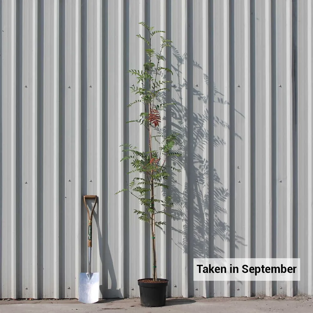 Sorbus aucuparia Tree - Image 6