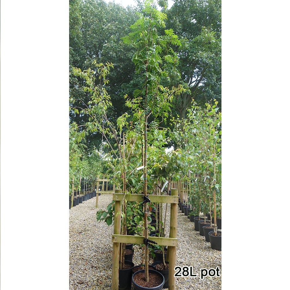 Sorbus aucuparia Tree - Image 7
