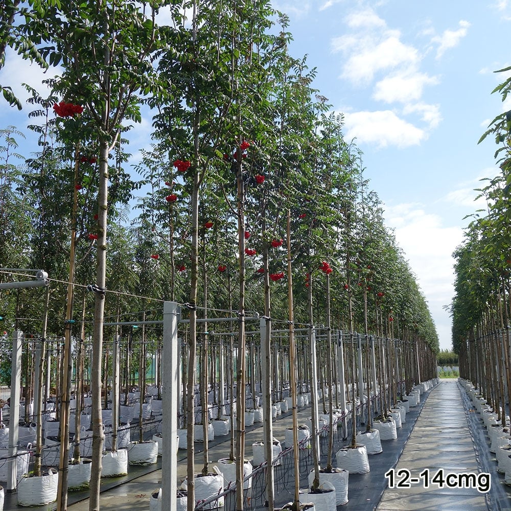 Sorbus aucuparia Tree - Image 8