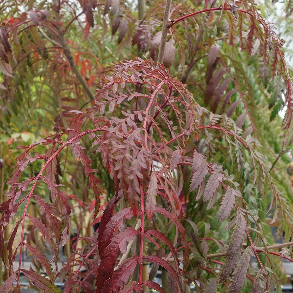 Sorbus 'Chinese Lace' Tree