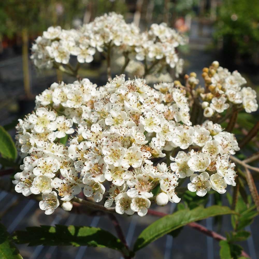 Sorbus 'Chinese Lace' Tree - Image 2