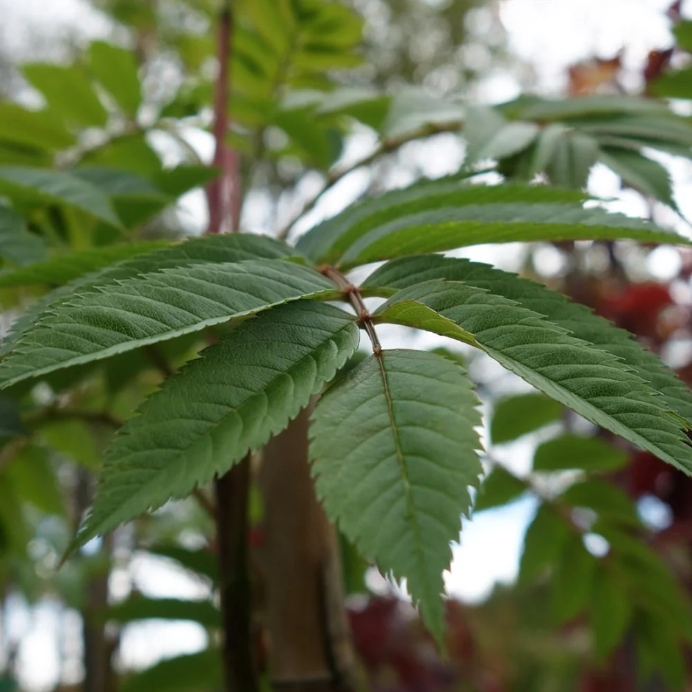 Sorbus commixta 'Embley' Tree - Image 3