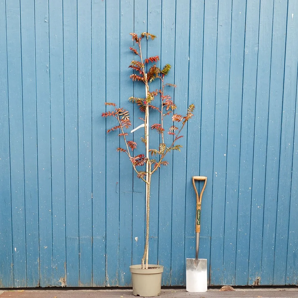 Sorbus commixta 'Embley' Tree - Image 4