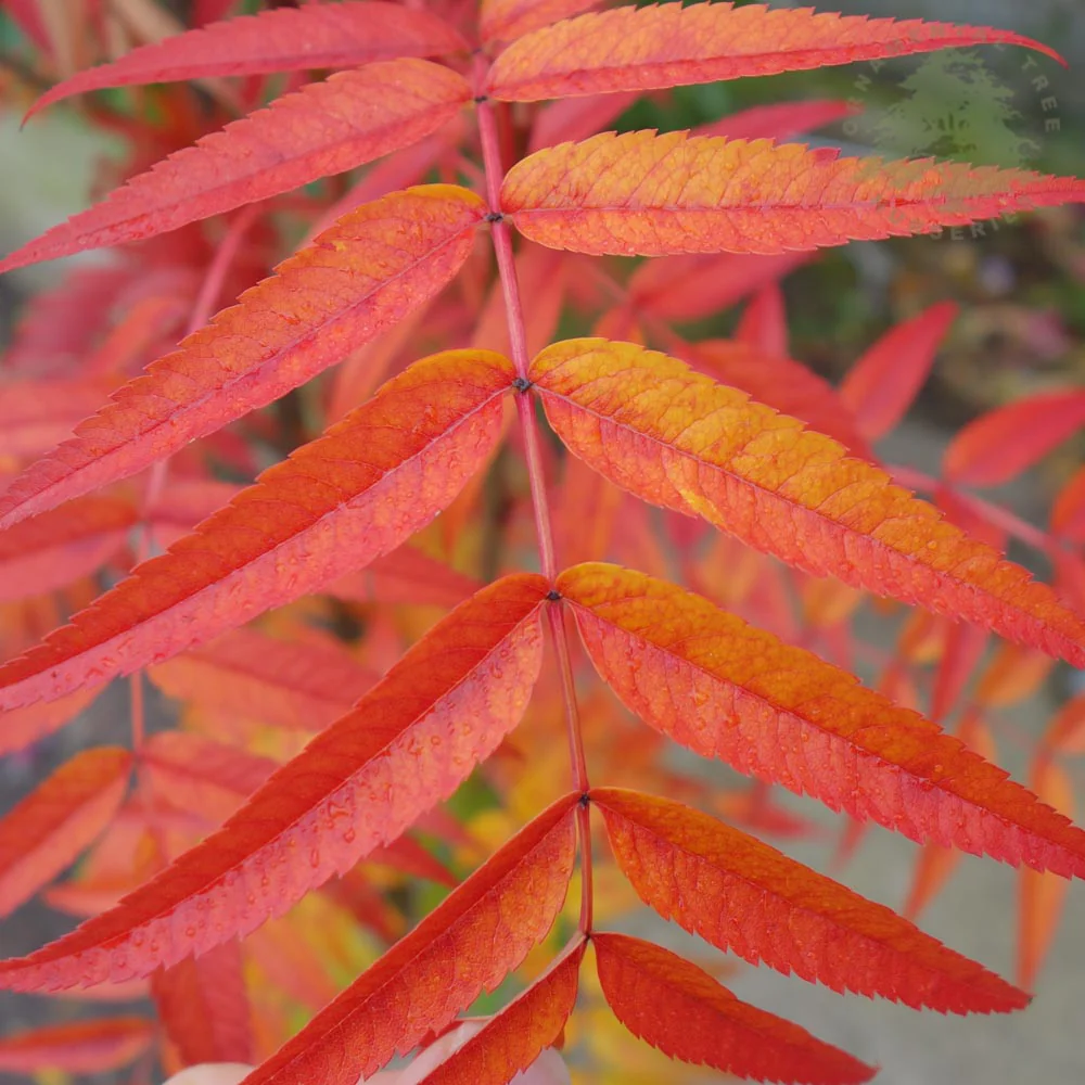 Sorbus commixta 'Olympic Flame' Tree