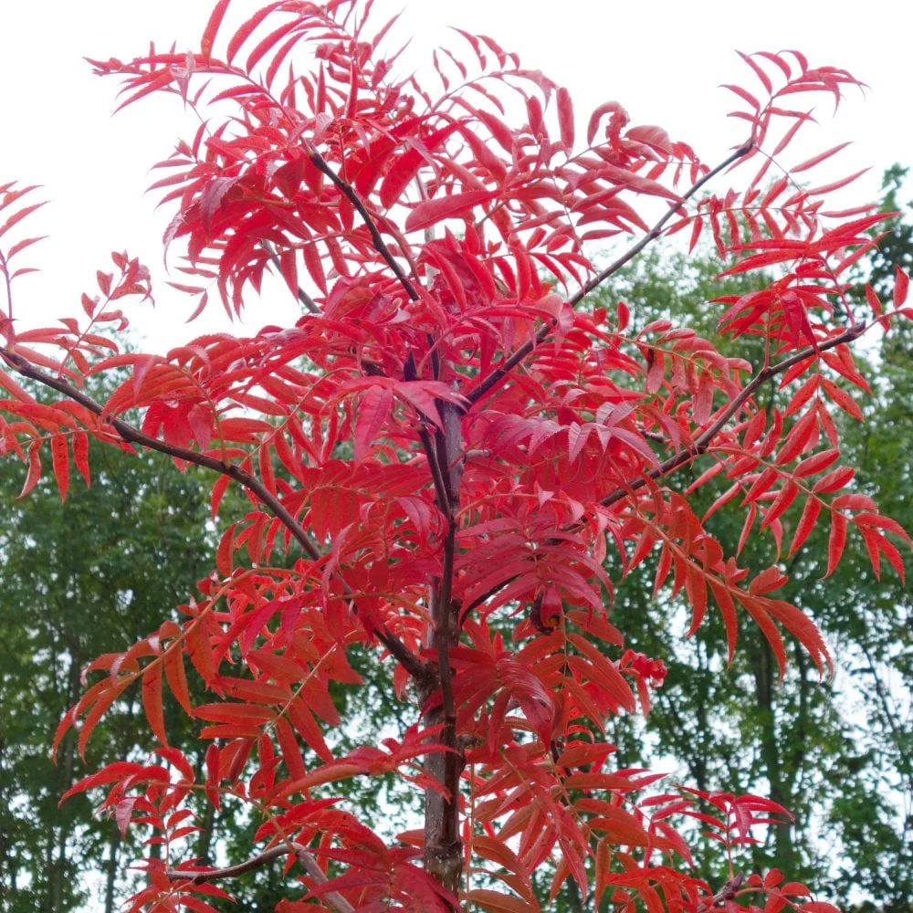 Sorbus commixta 'Olympic Flame' Tree - Image 2