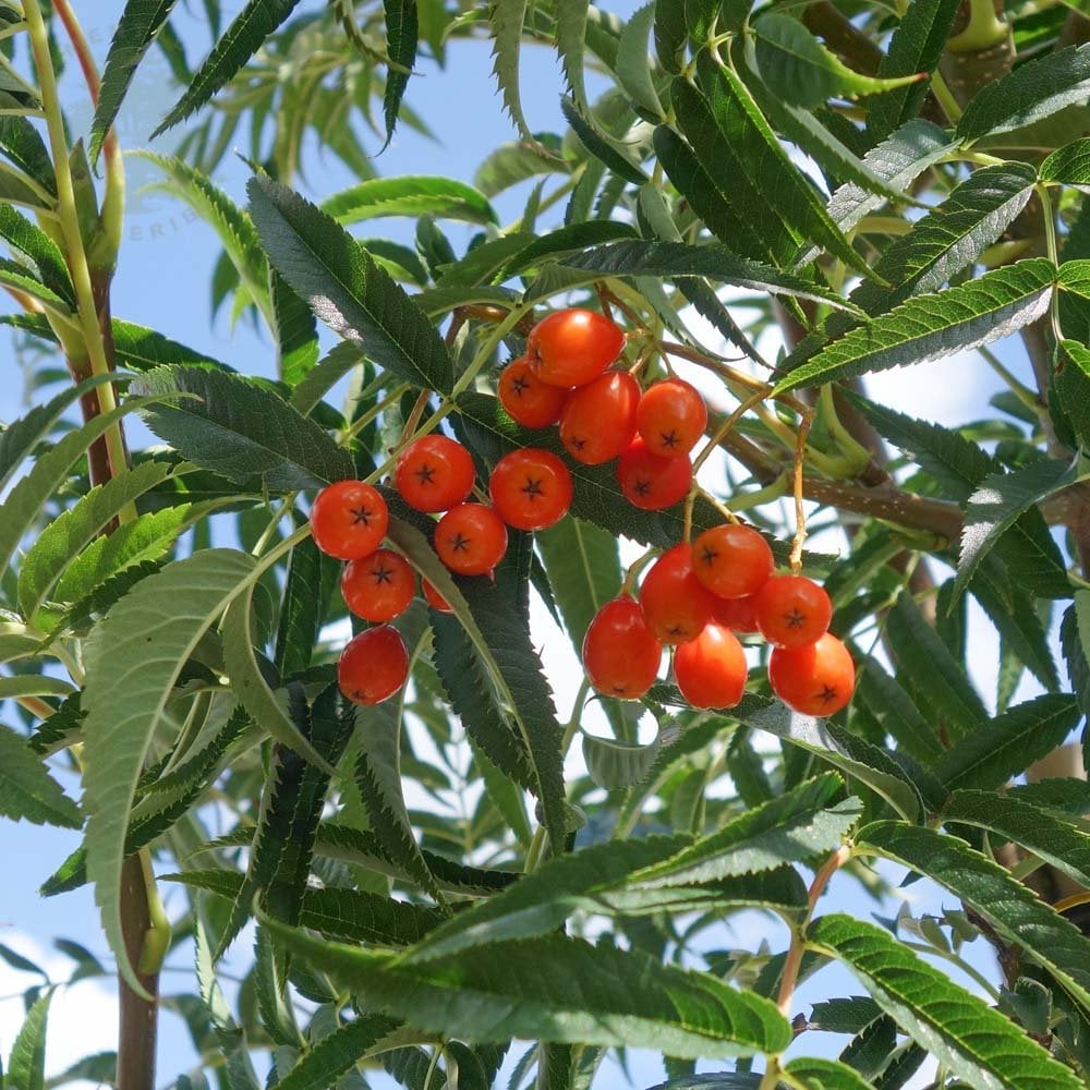 Sorbus commixta 'Olympic Flame' Tree - Image 3