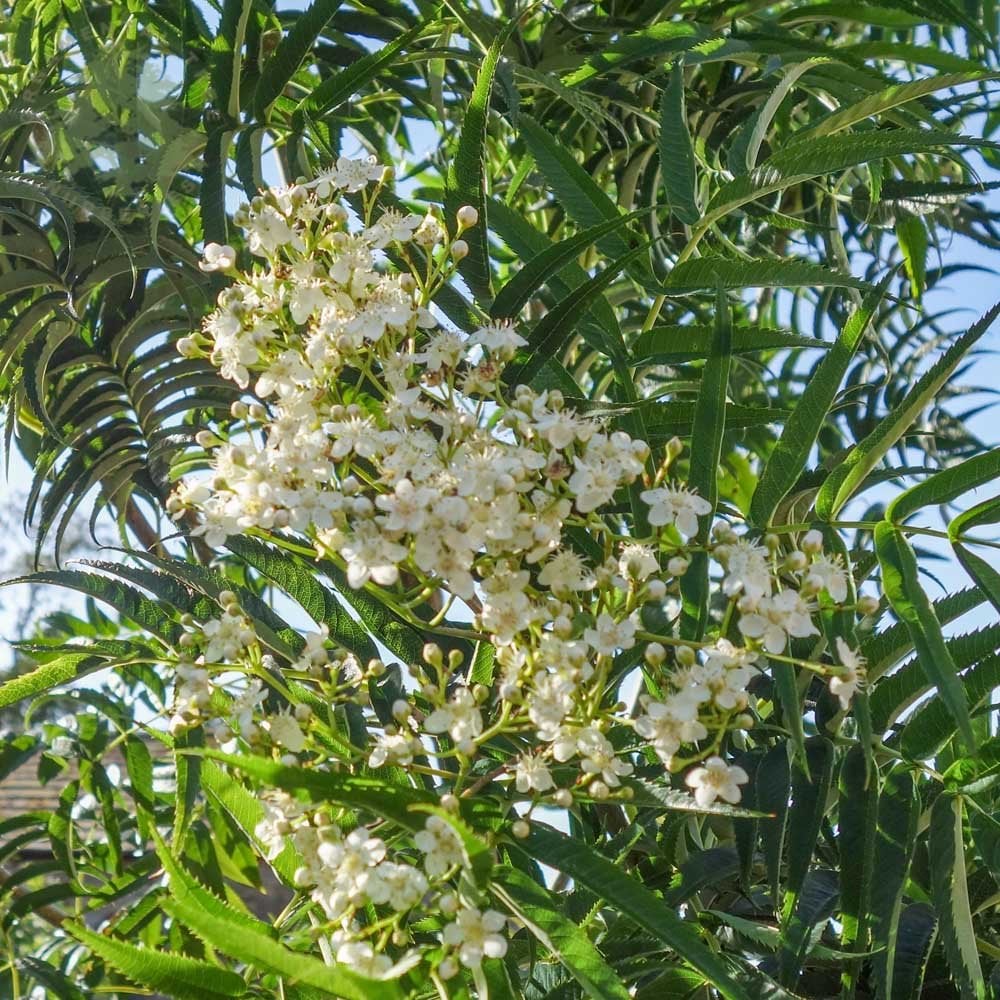 Sorbus commixta 'Olympic Flame' Tree - Image 4