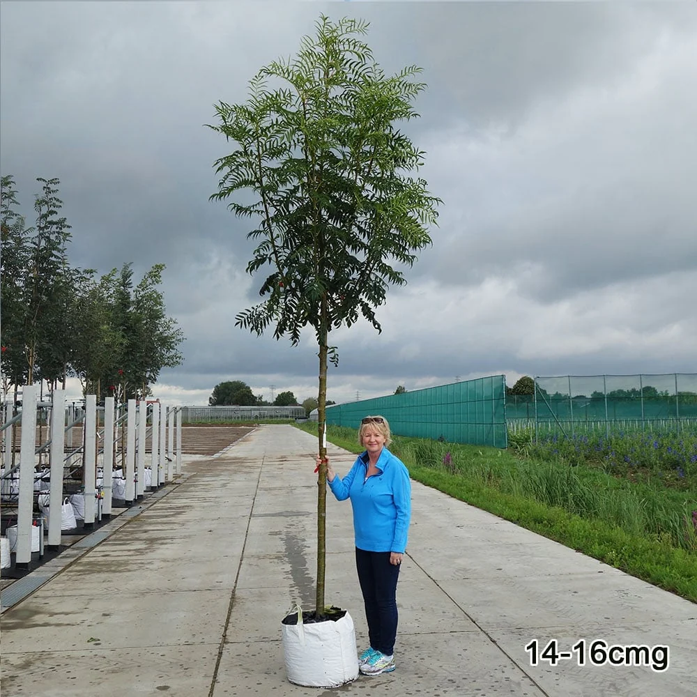 Sorbus commixta 'Olympic Flame' Tree - Image 5