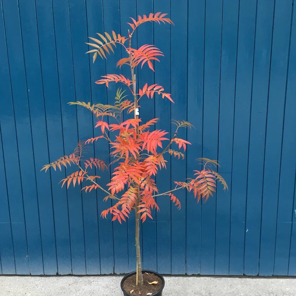 Sorbus commixta 'Olympic Flame' Tree - Image 6