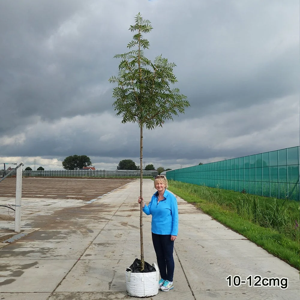 Sorbus commixta 'Olympic Flame' Tree - Image 7