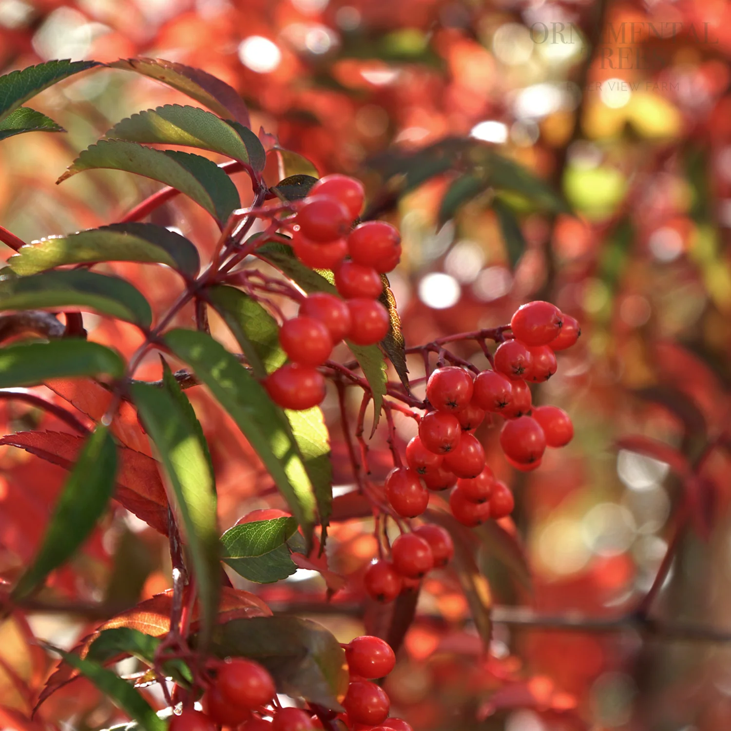 Sorbus commixta Tree