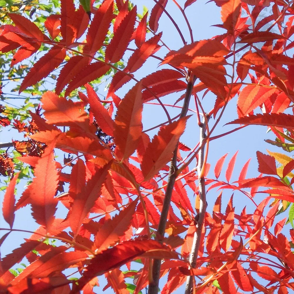 Sorbus commixta Tree - Image 2