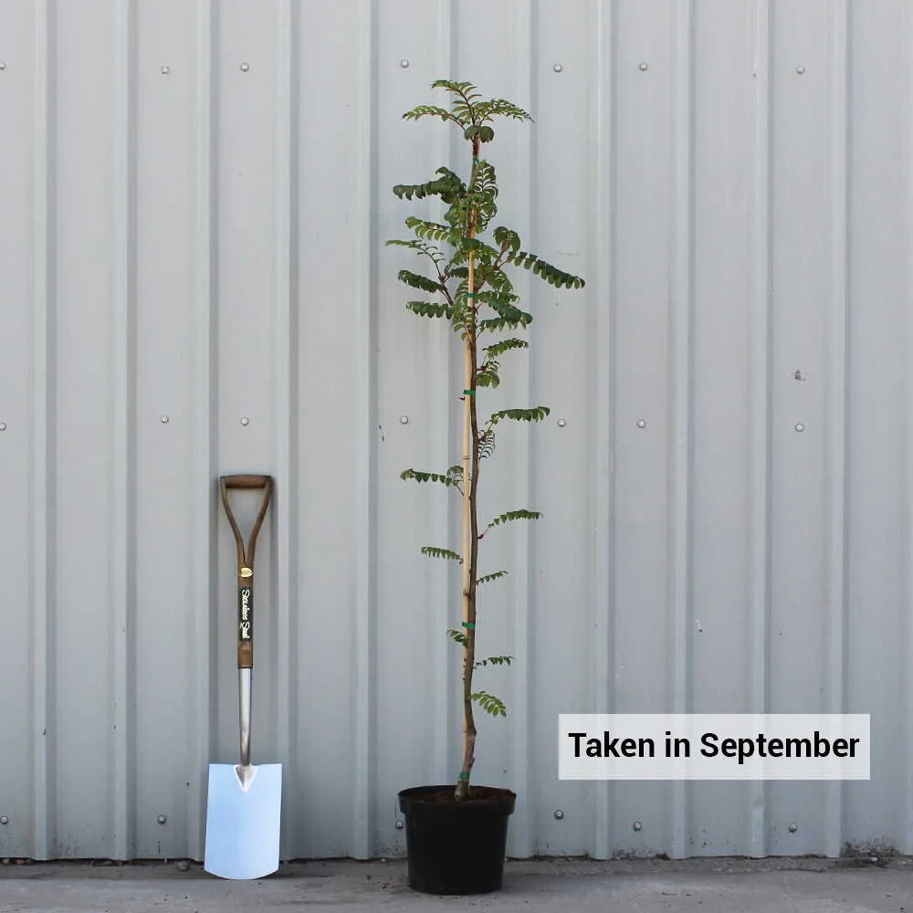 Sorbus commixta Tree - Image 3