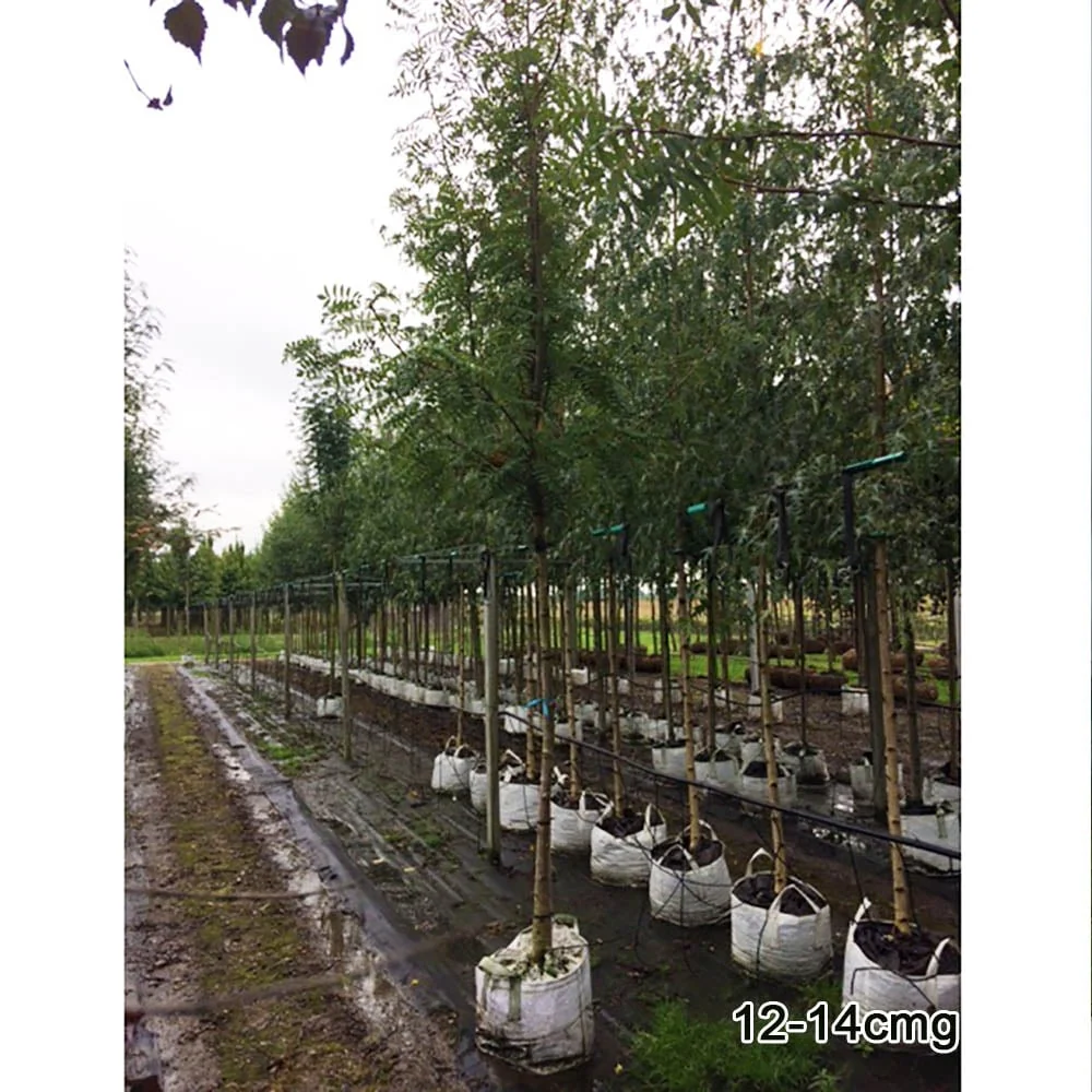 Sorbus commixta Tree - Image 5
