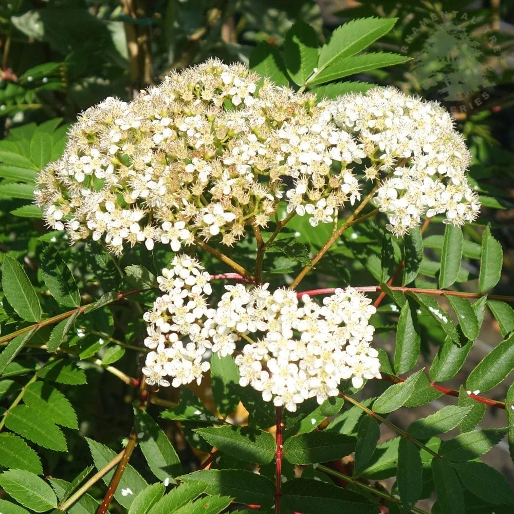Sorbus 'Copper Kettle' Tree - Image 3
