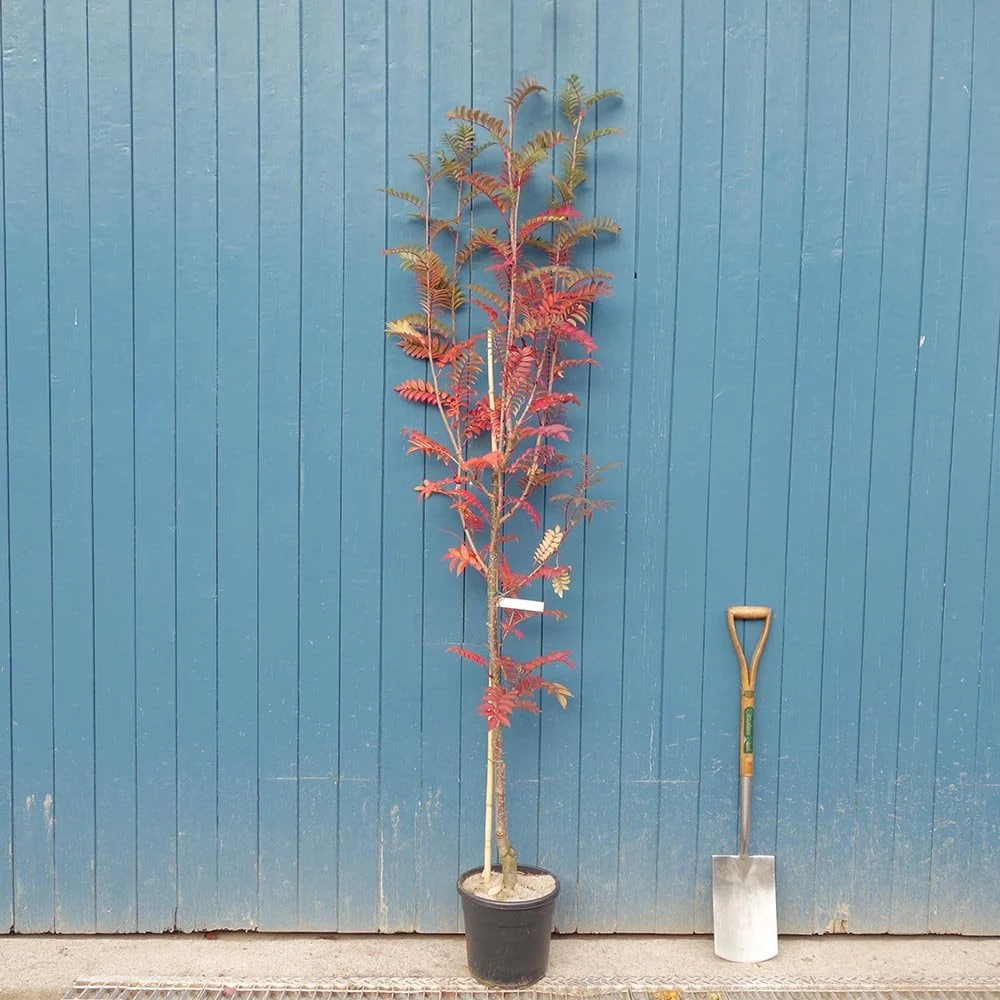 Sorbus 'Copper Kettle' Tree - Image 4