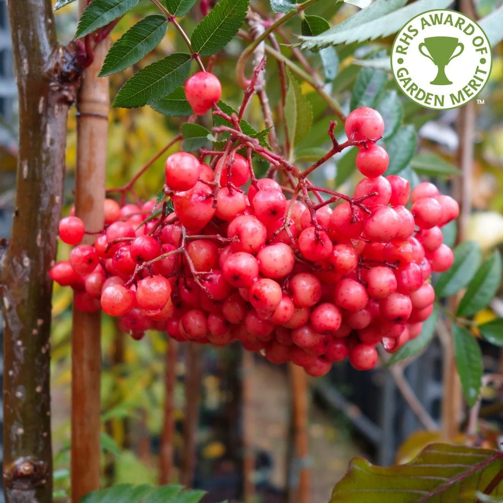 Sorbus 'Eastern Promise' Tree