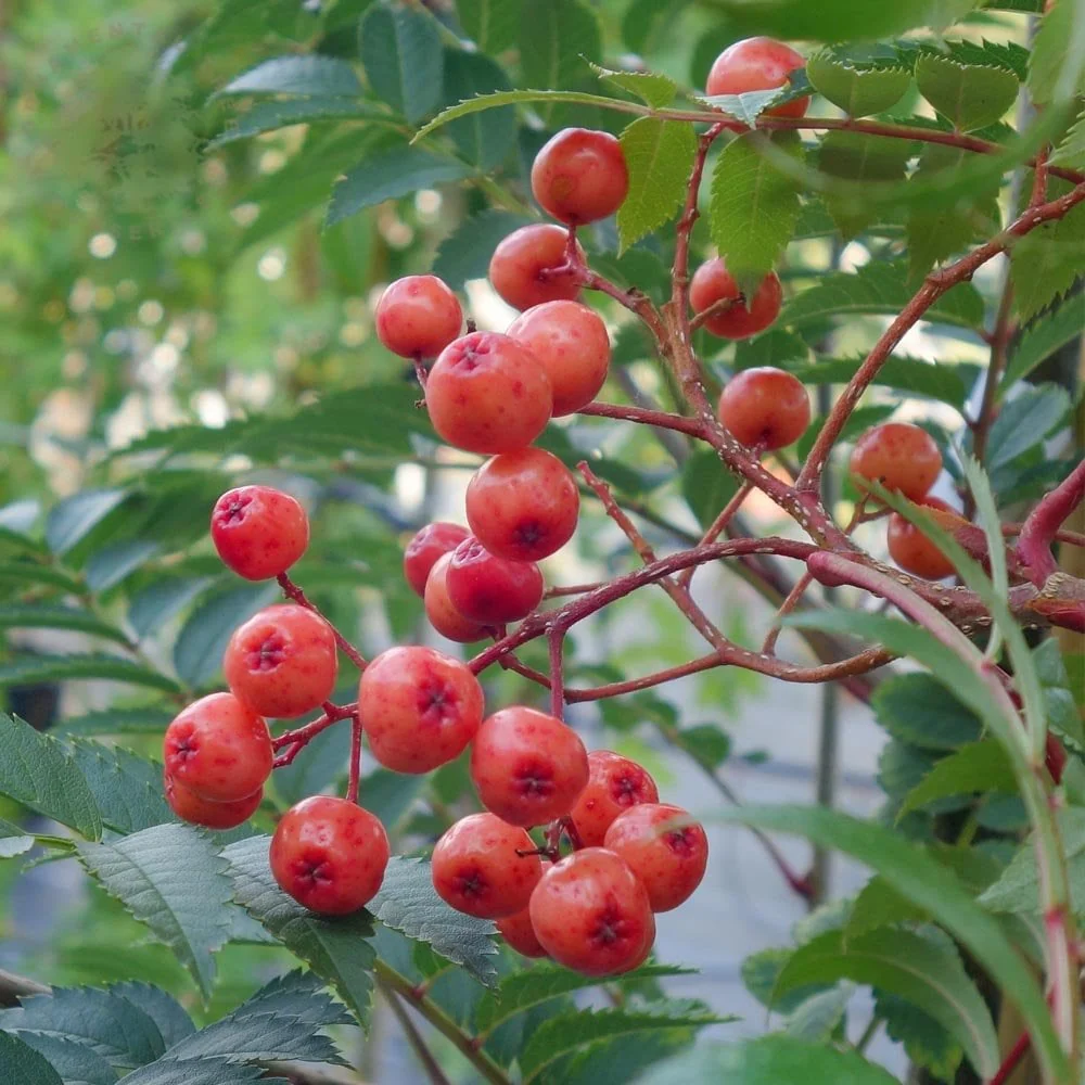 Sorbus 'Eastern Promise' Tree - Image 2