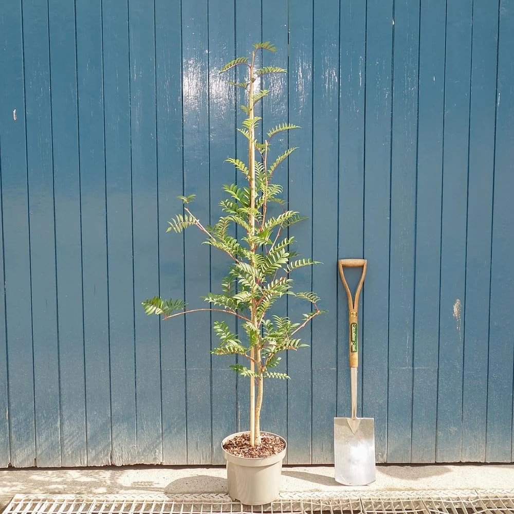 Sorbus 'Eastern Promise' Tree - Image 6