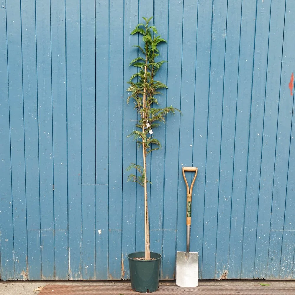 Sorbus 'Glendoick Spire' Tree - Image 3