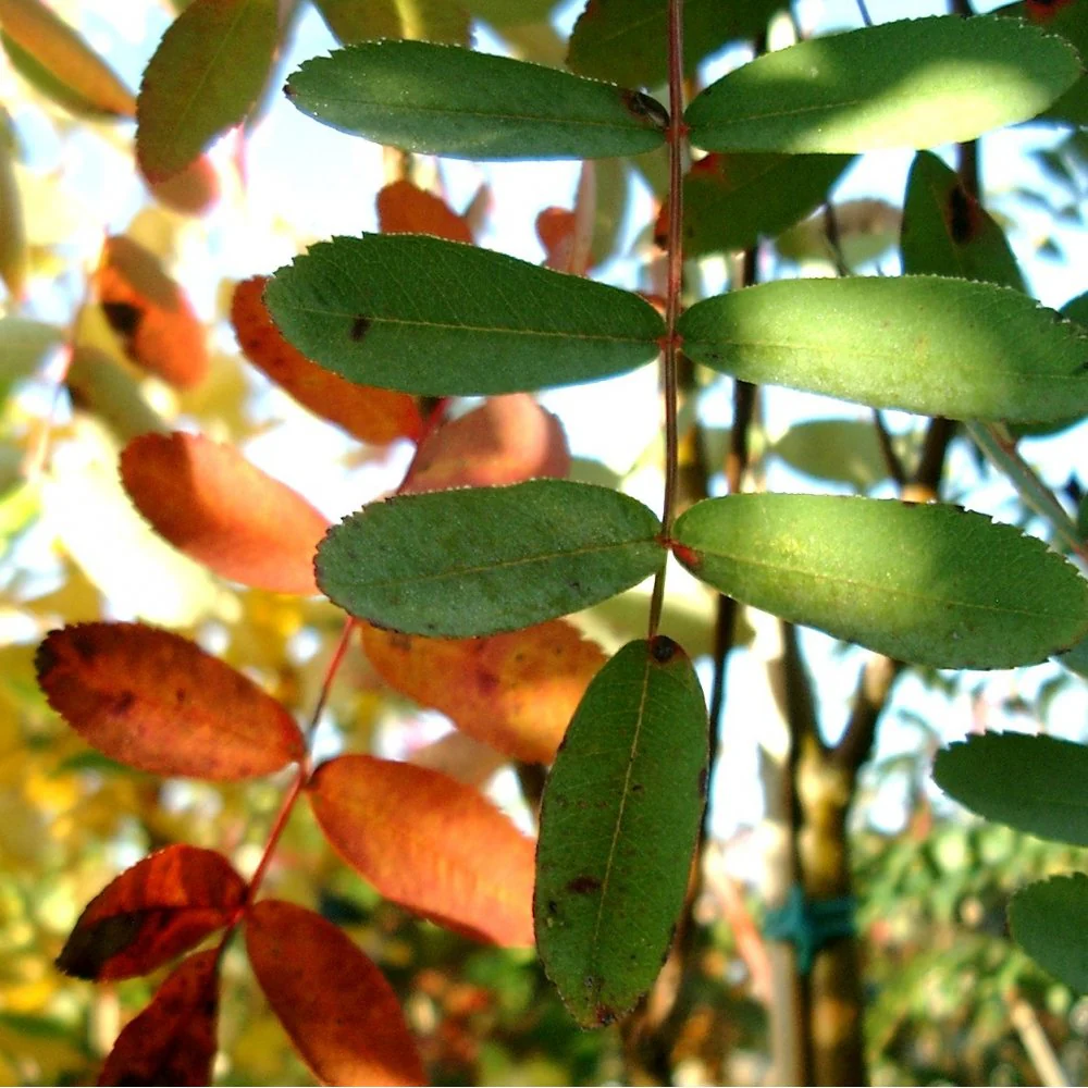 Sorbus hupehensis 'Pink Pagoda' Tree - Image 3