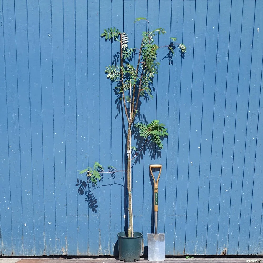Sorbus hupehensis 'Pink Pagoda' Tree - Image 4