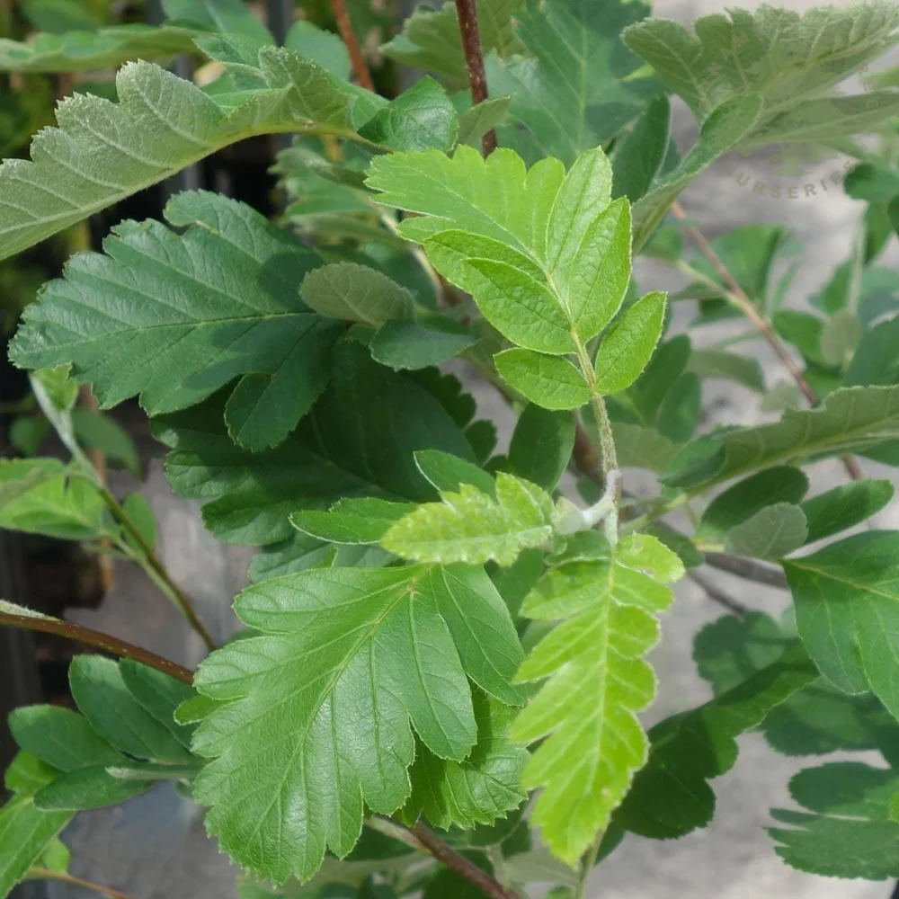 Sorbus hybrida 'Gibbsii' Tree - Image 3
