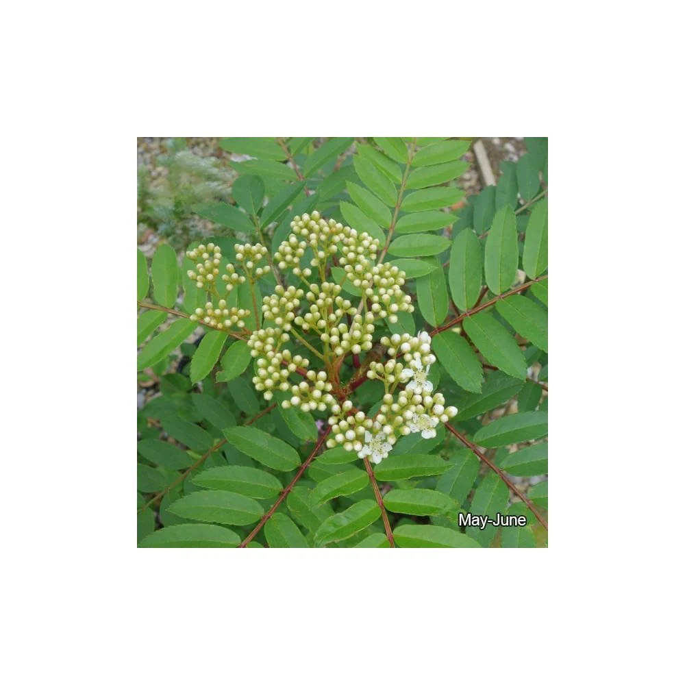 Sorbus 'Joseph Rock' Tree - Image 3