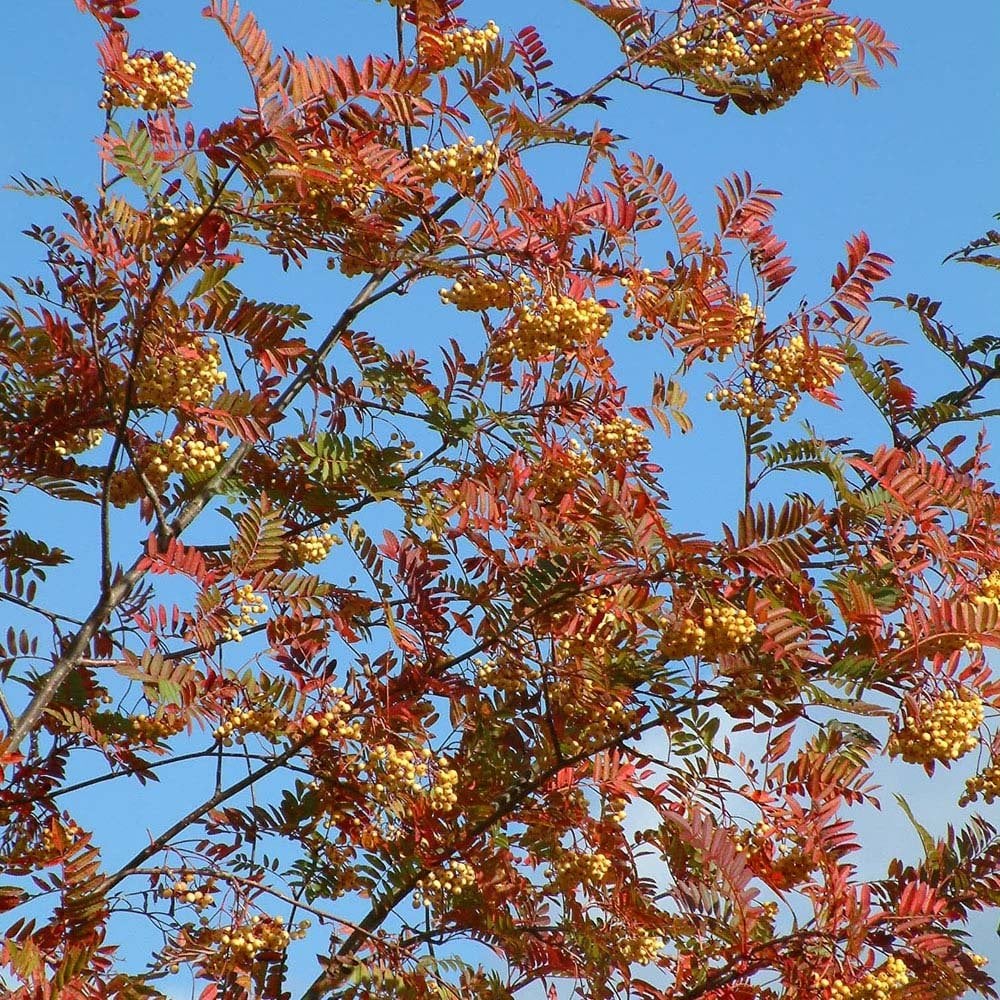 Sorbus 'Joseph Rock' Tree - Image 4