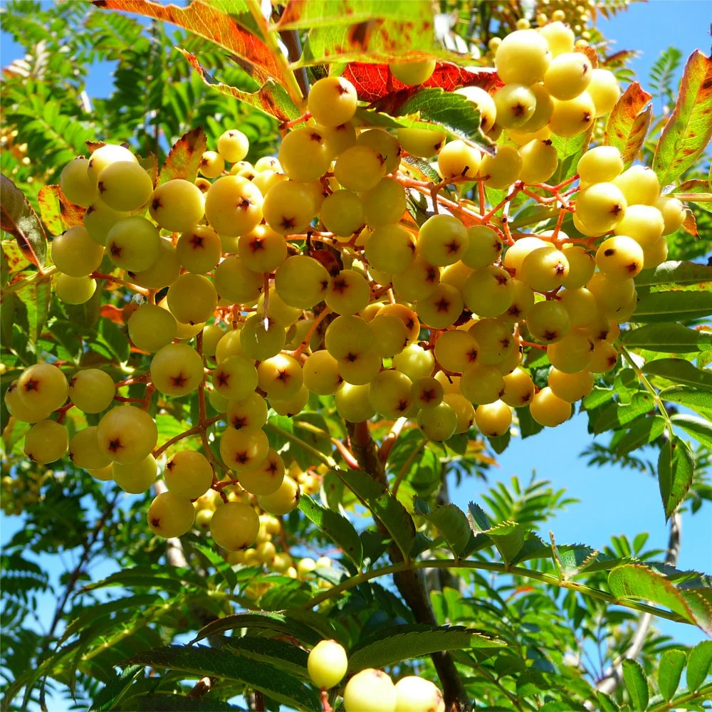 Sorbus 'Joseph Rock' Tree - Image 5