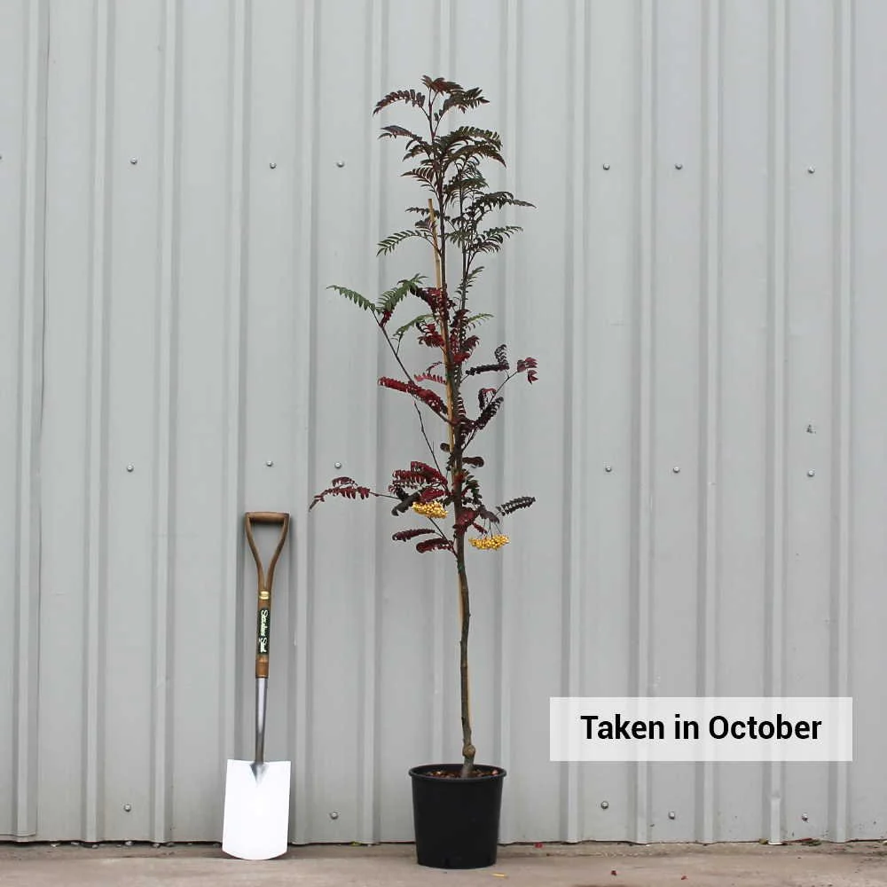 Sorbus 'Joseph Rock' Tree - Image 6