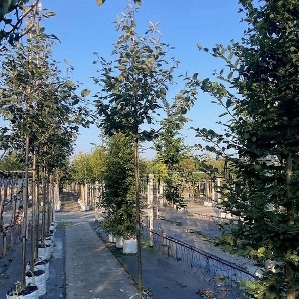 Sorbus latifolia 'Henk Vink' Tree - Image 2