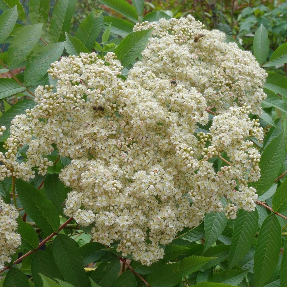 Sorbus sargentiana Tree - Image 2