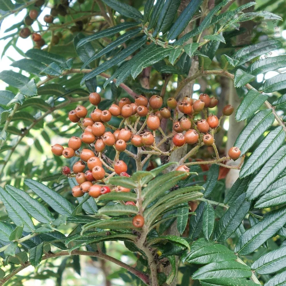 Sorbus scalaris Tree - Image 3