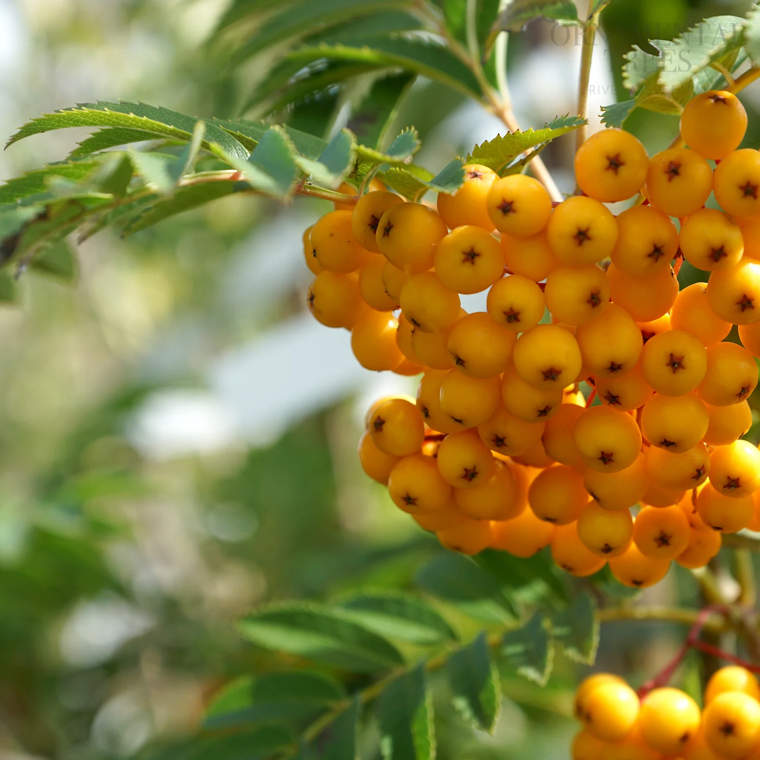 Sorbus 'Sunshine' Tree