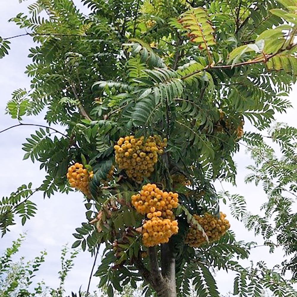 Sorbus 'Sunshine' Tree - Image 3