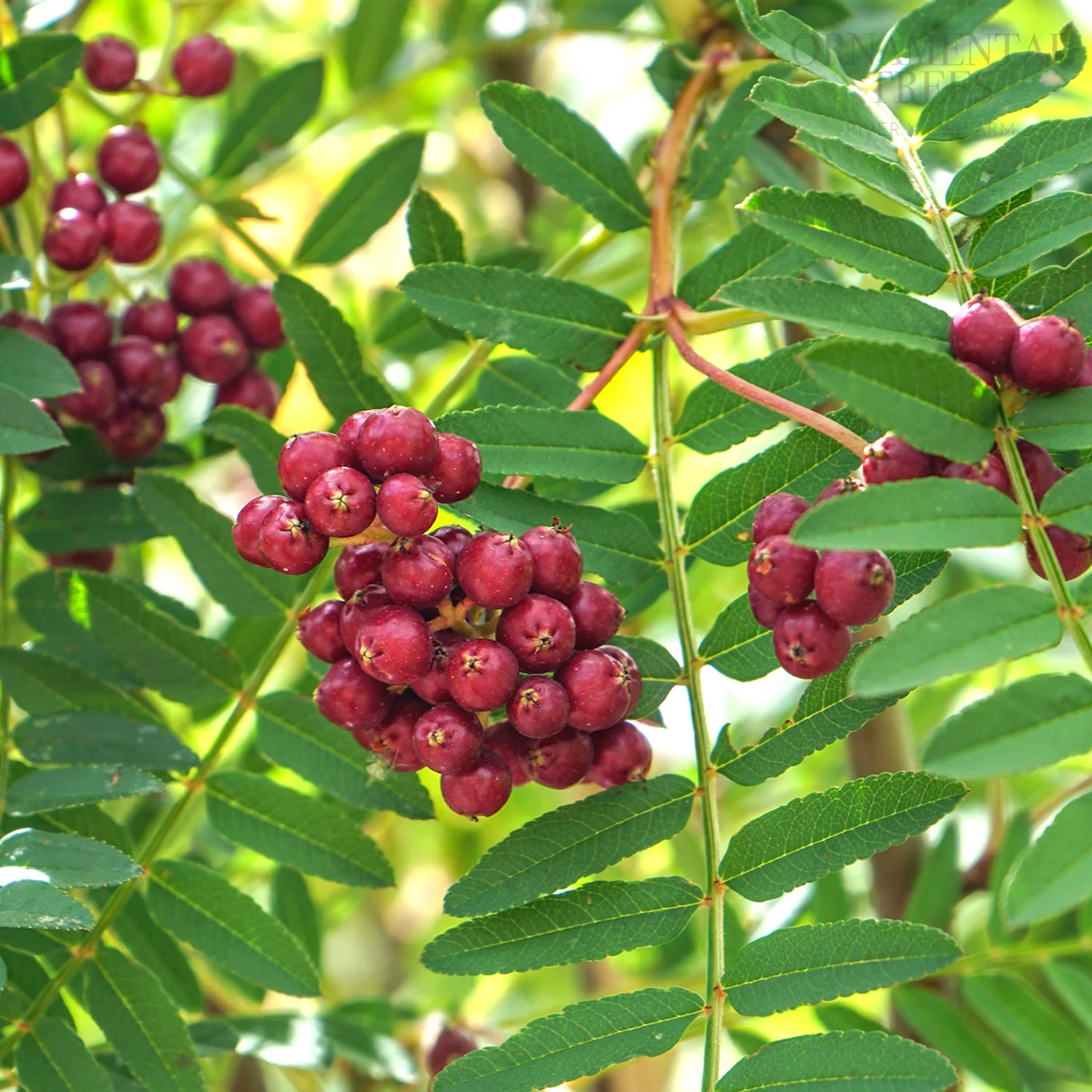 Sorbus vilmorinii 'Pink Charm' Tree