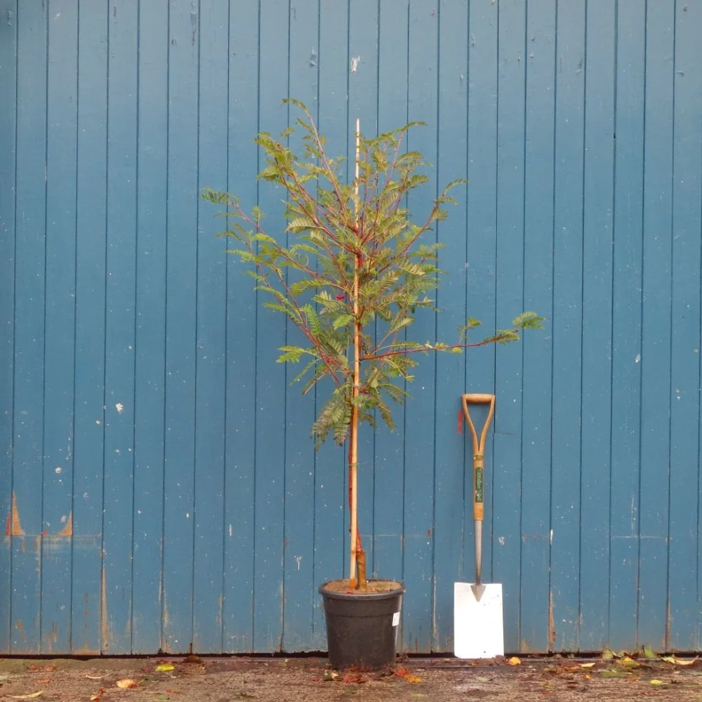 Sorbus vilmorinii 'Pink Charm' Tree - Image 3