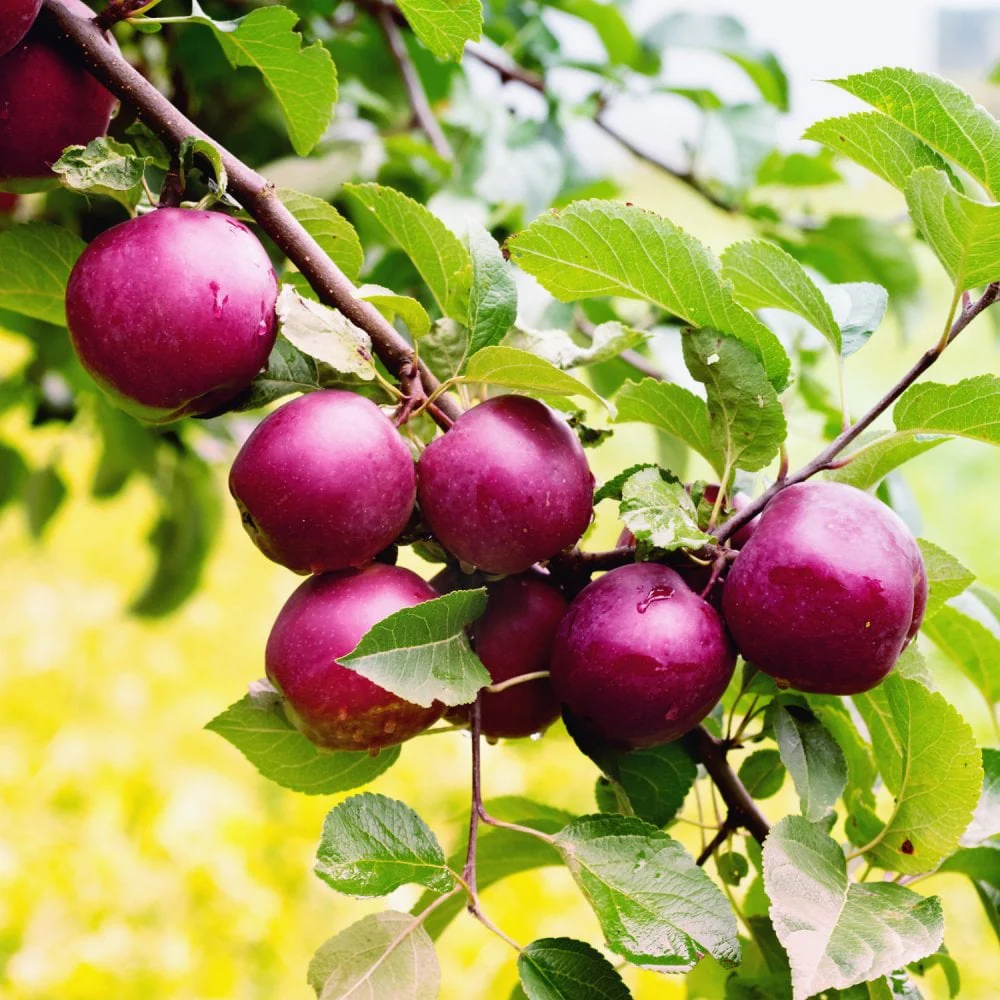 Spartan Apple Tree