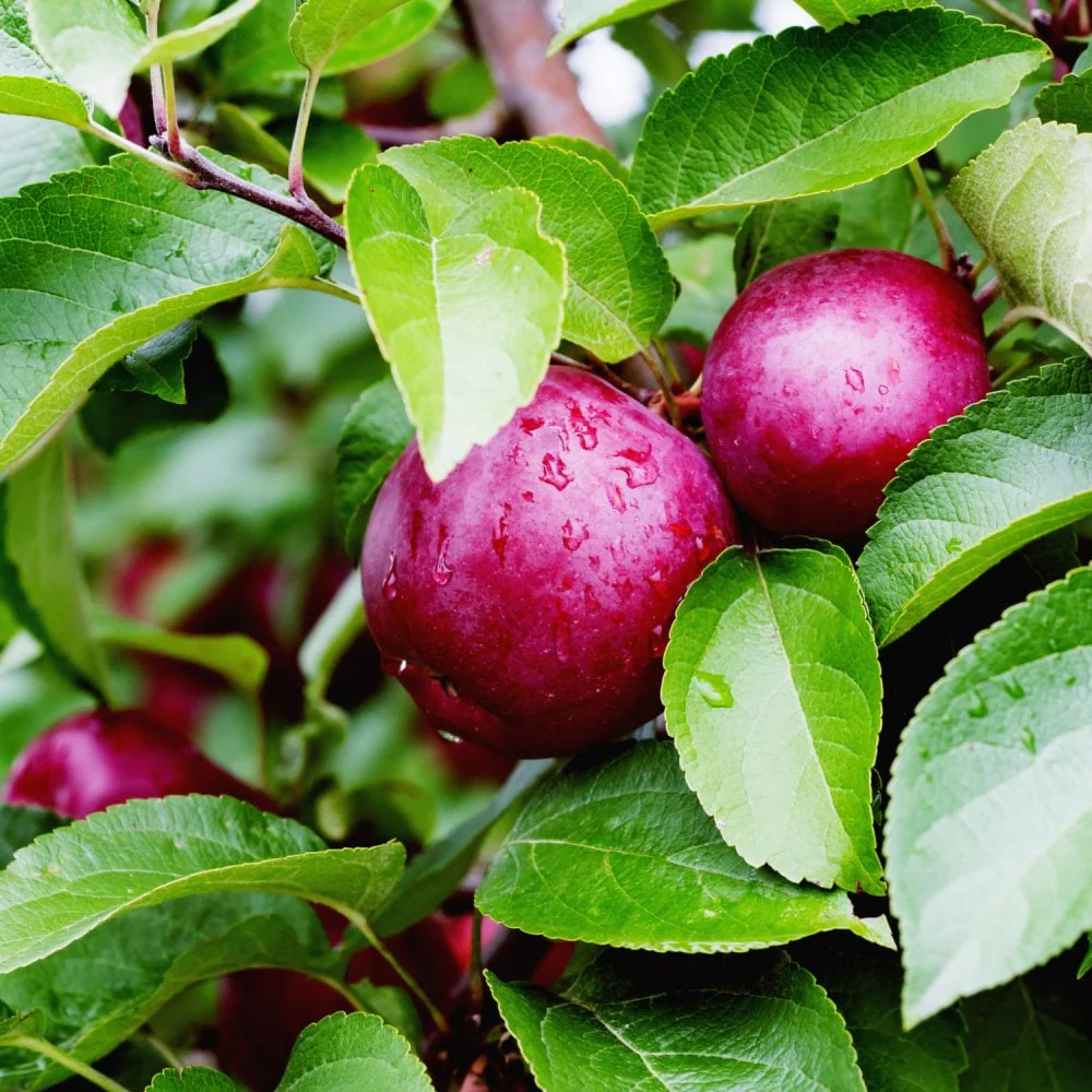 Spartan Apple Tree - Image 2