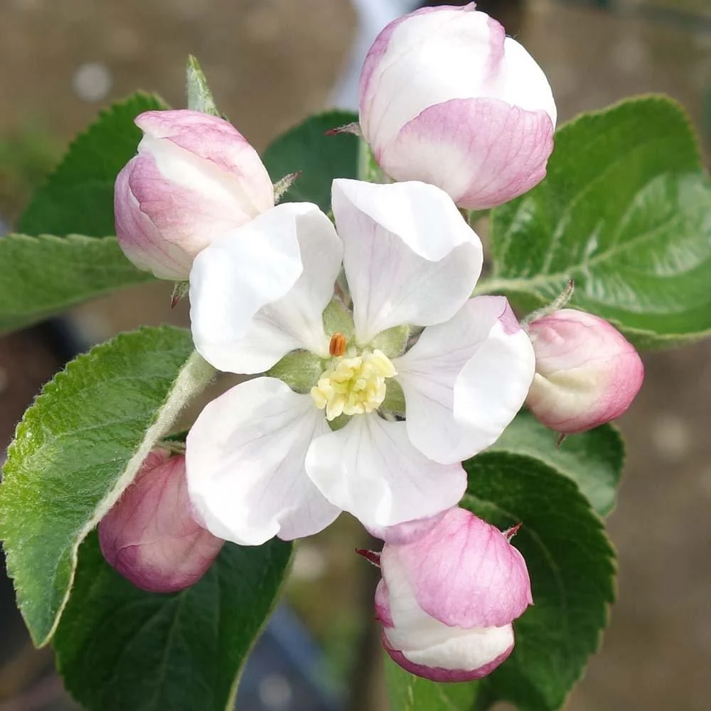 Spartan Apple Tree - Image 3