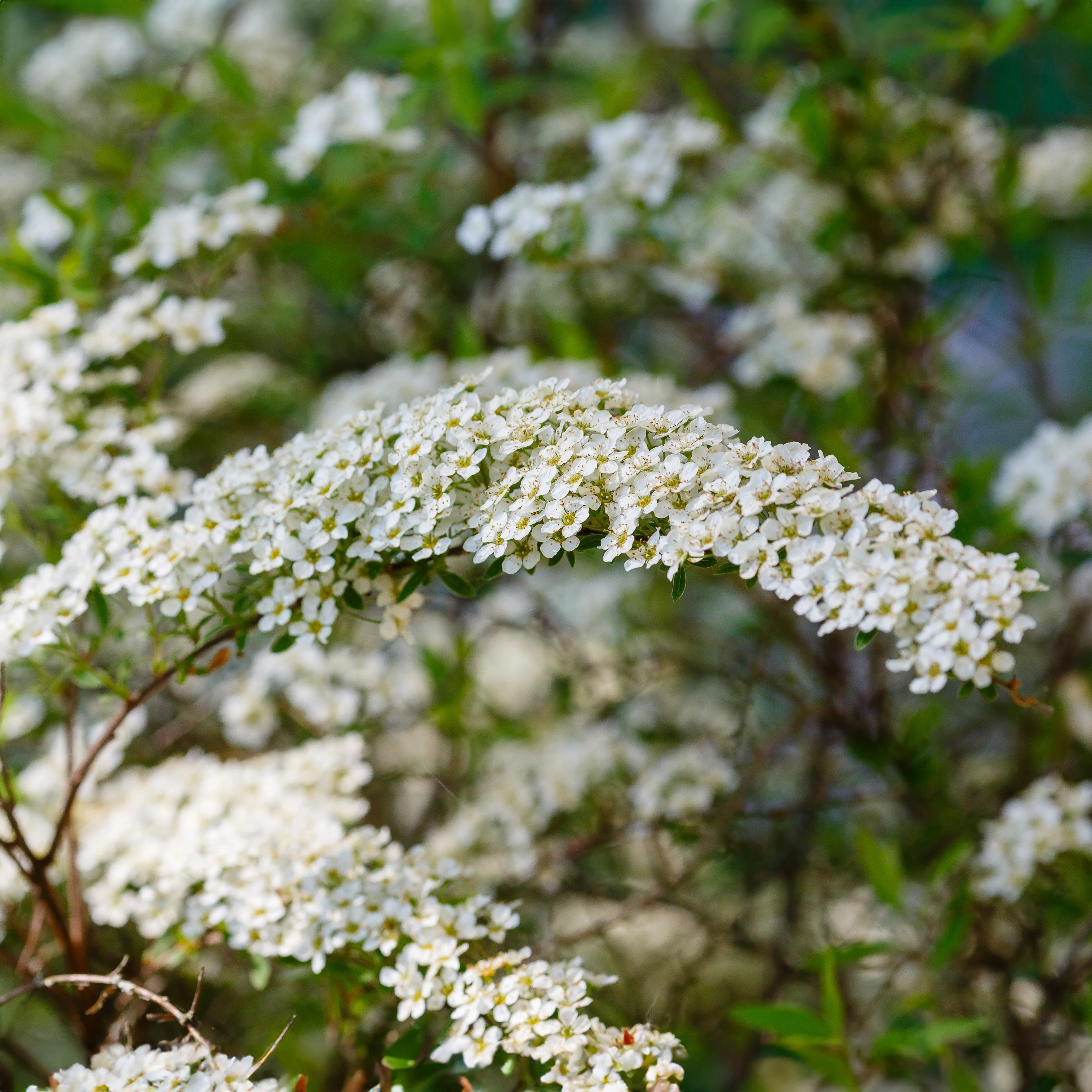 Spiraea cinerea 'Grefsheim'