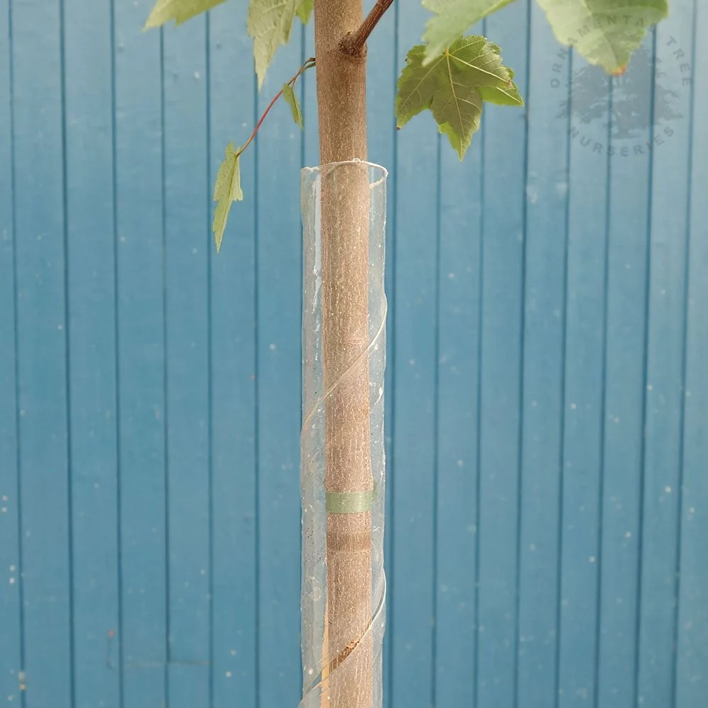 Spiral Tree Guard | Rabbit Guard
