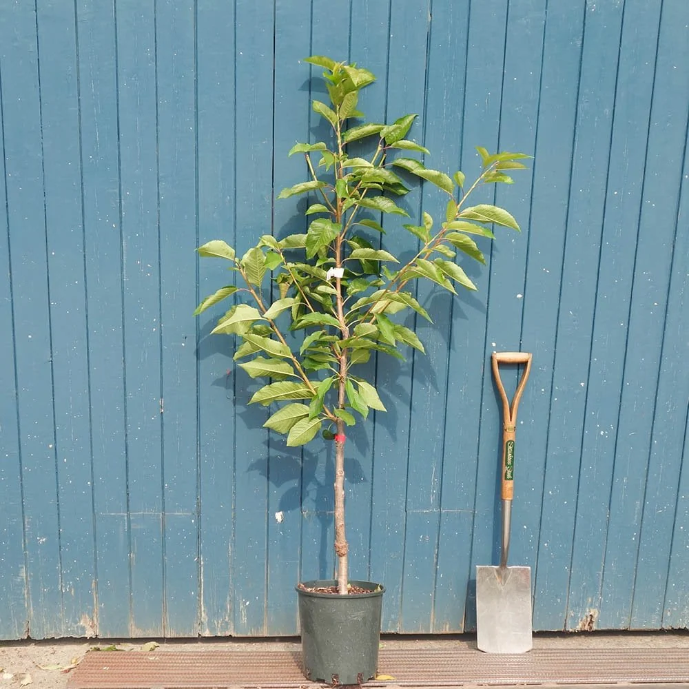 Stardust Coveu Cherry Tree - Image 2